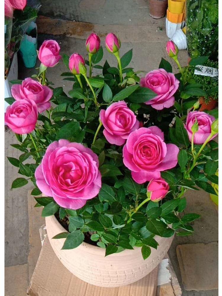 了解19朵玫瑰花的花语，你就掌握了爱情密码