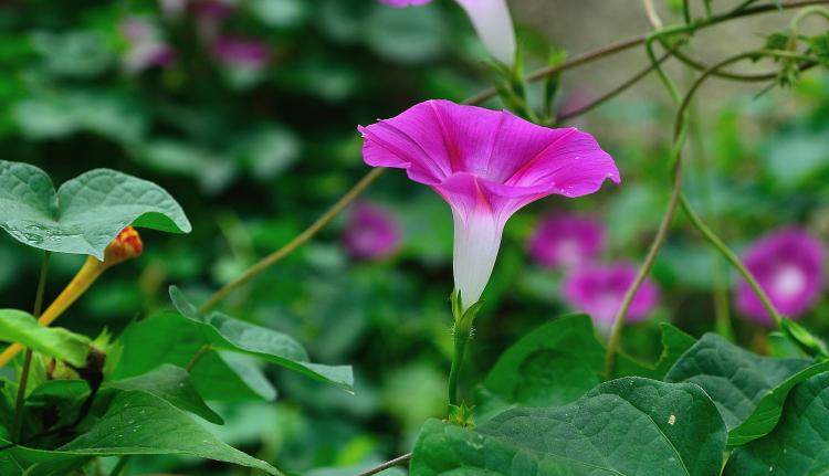 牵牛花开花时间表，精彩的夏日花海等你来