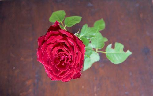 玫瑰花的花语，因为19朵花而变得特别