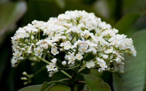 爱上石楠花的原因——与其芳香有关