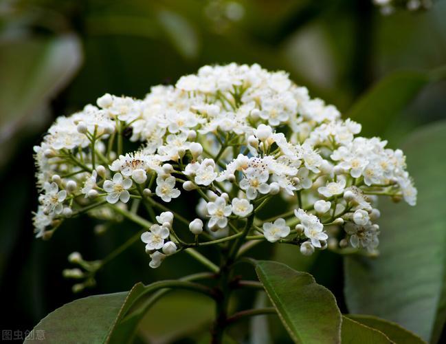 爱上石楠花的原因——与其芳香有关