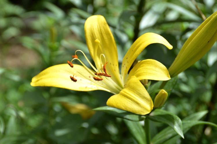 优雅的百合花，花语却有着不尽相同的意义