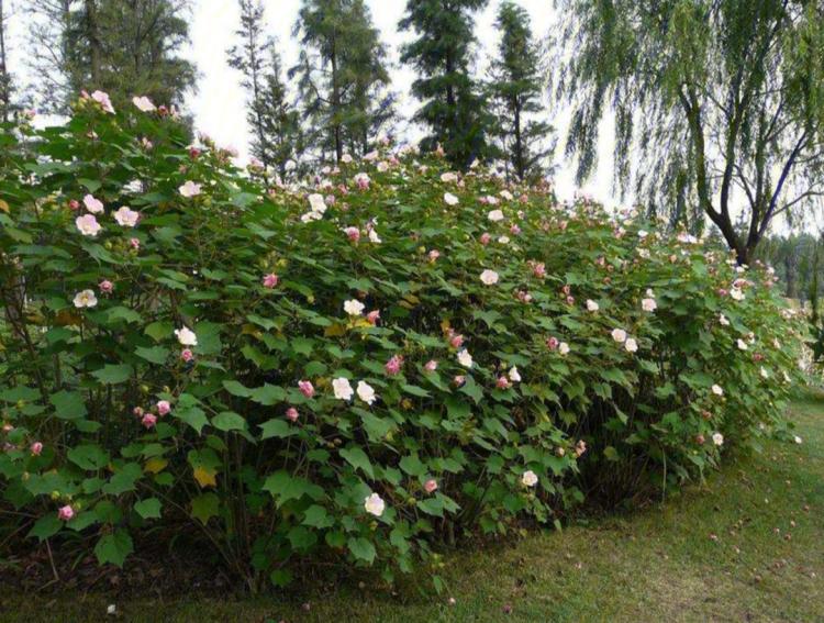 木芙蓉花属于多年生草本植物，其花色分为几种？