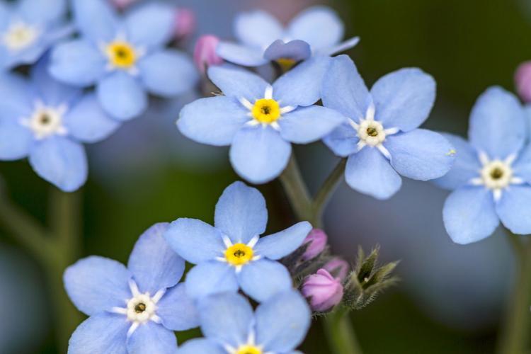 勿忘我花语的深入剖析：花漾东方，美意无限。