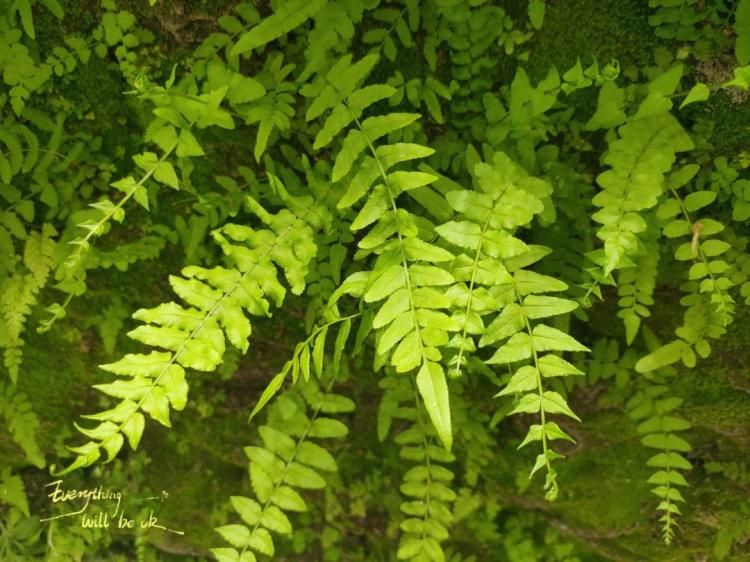 高鳞毛蕨种植者指南：它需要的土壤、光照和水分