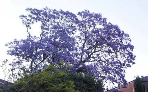 神秘的蓝花楹花语，究竟代表什么意义？