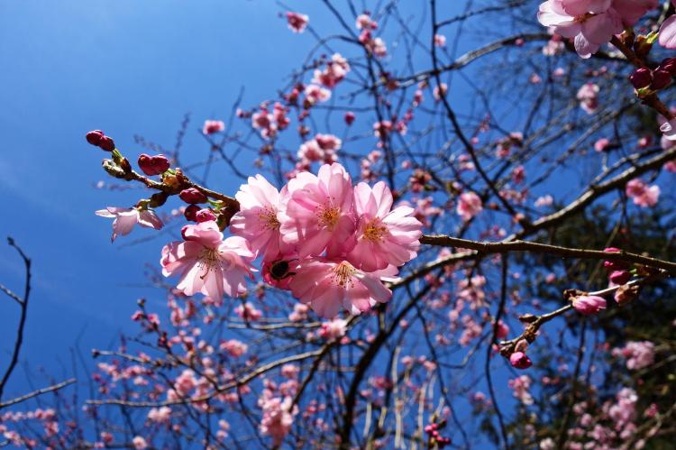 樱花哪个时节开花？开花的原因是什么？