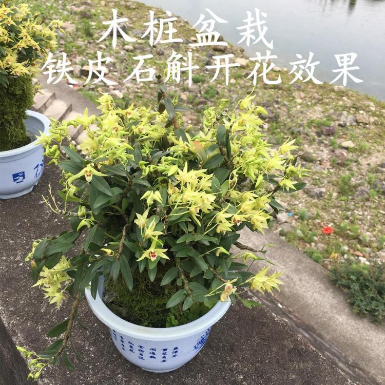 家居皇后！学会铁皮石斛的种植和养护方法