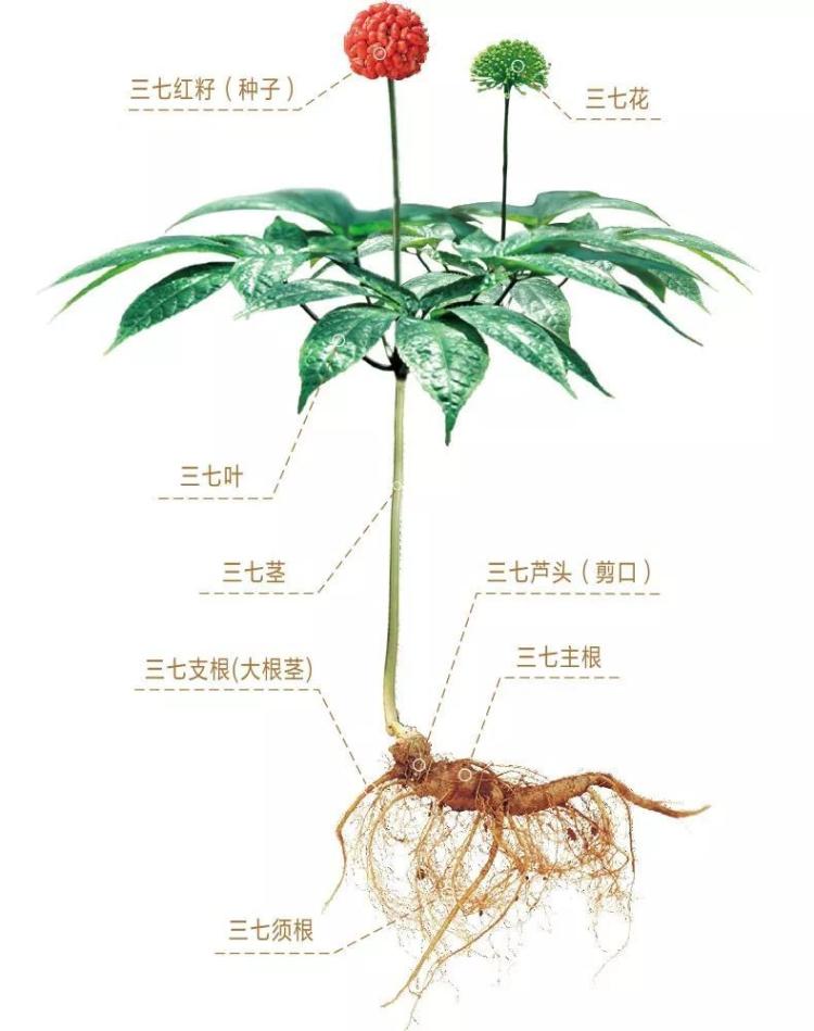 了解三七粉的六大禁忌，才能更好的发挥其功效