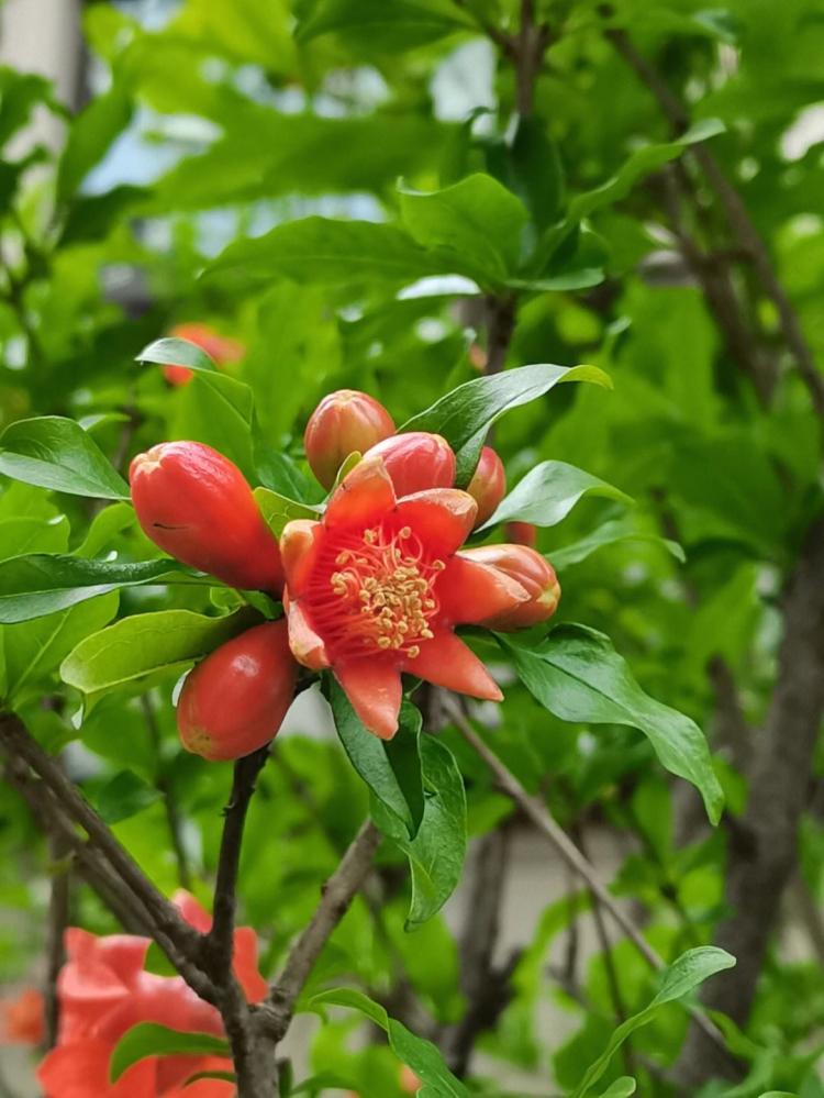 石榴花开，吉祥常在——石榴花的花语涵义