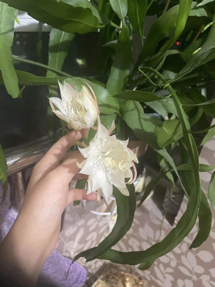 昙花开花时间对种植的影响及应对方法