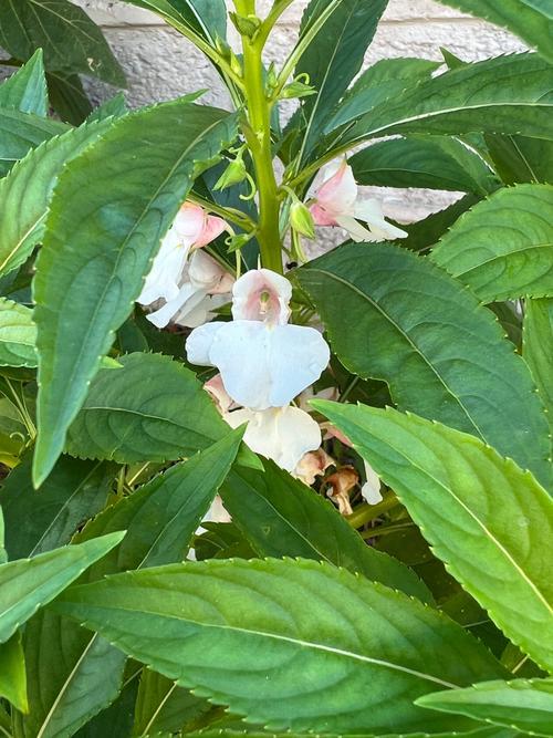 【凤仙花观察日记】浓郁魅力，闪耀璀璨的美丽之花