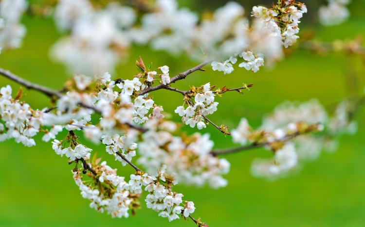 【花香袭人，樱花启航】——樱花唯美短句5个字