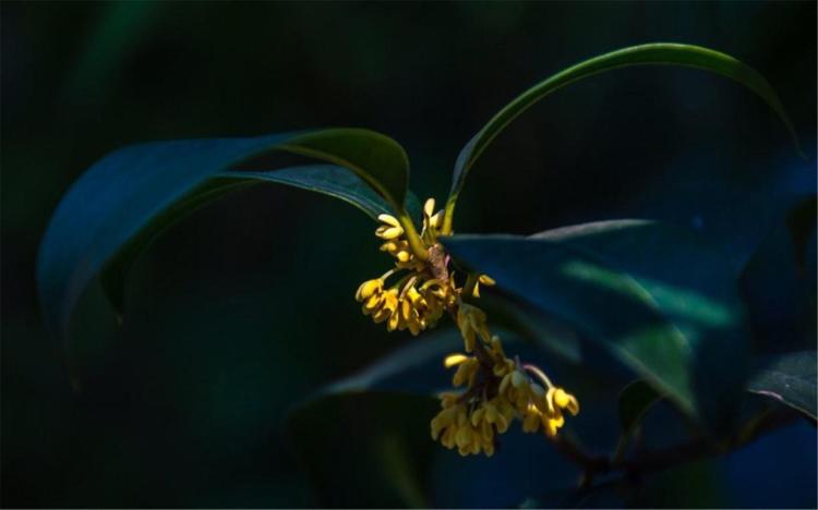 领略金桂花花语之美，品尝秋日珍贵情感