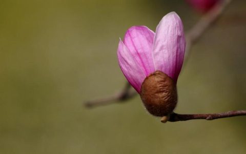 浅谈玉兰花园二手房的投资价值