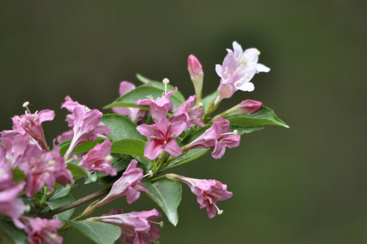 锦带花的花语及其象征意义，与你分享