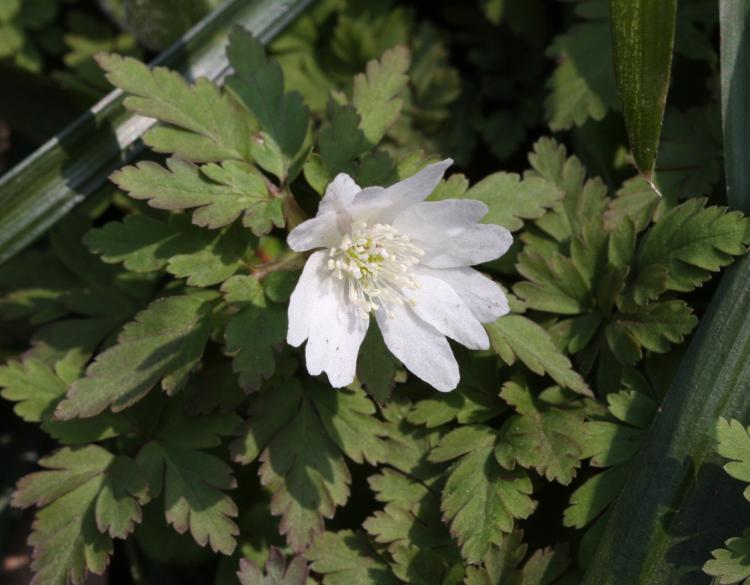 具有高雅文化内涵的【银莲花】，故事你知道多少