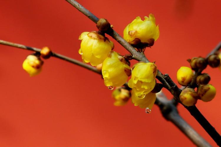 【迟来的春天】腊梅什么时候开花最壮观