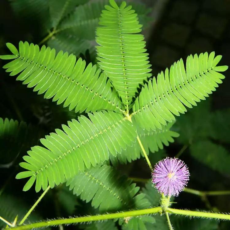 养含羞草可以如此简单！教你轻松过冬，一年四季都看得见花儿