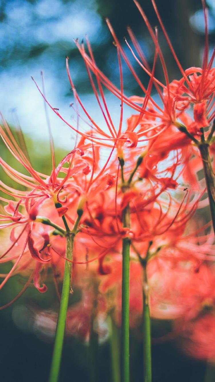 彼岸花的花语和寓意