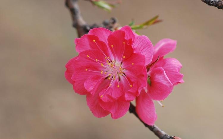 重门春色千万缕，桃花飞翔万里外——桃花美景诗句欣赏