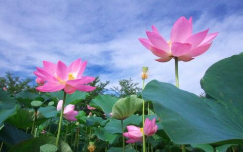 【荷花的蓬勃生长】荷花开花的季节与营养、光照、温度的协同作用