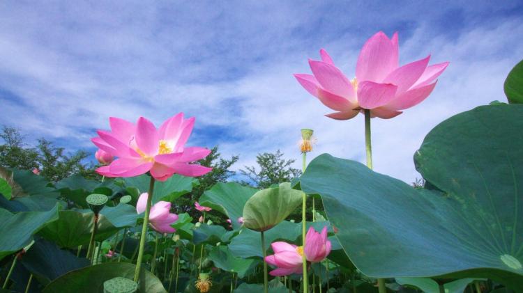 【荷花的蓬勃生长】荷花开花的季节与营养、光照、温度的协同作用