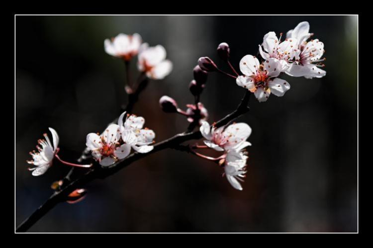 【紫叶李花语】美丽而神秘的花卉，有着深刻而意味深长的寓意