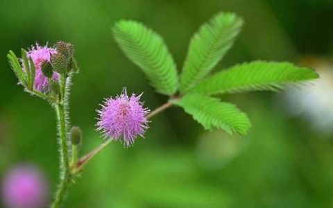 【含羞草的花语和文化内涵】—深入解析含羞草的花语和文化内涵