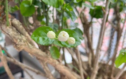 茉莉花与节日的联系：茉莉花在春节、情人节、母亲节等节日的应用