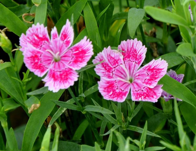 石竹科植物：组成优美的圆形、三角形、正方形的花坛设计