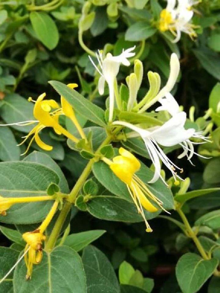 大神告诉你：选对时间，正确种植金银花！