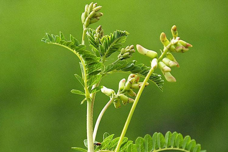 评测春娟黄芪霜：对不同年龄段肌肤的效果如何？