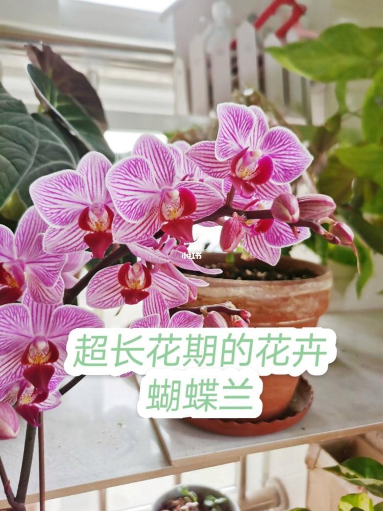 蝴蝶兰开花后该如何照顾？