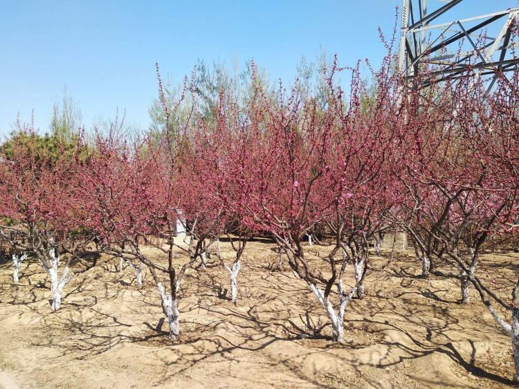 梅花开过，樱花还未来 - 榆叶梅和樱花的开花时间差异