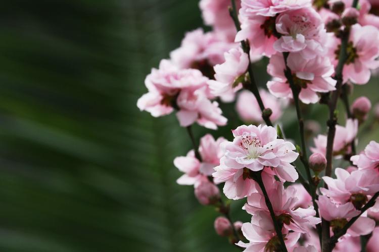 谈爱情，不能不知道的——桃花花语大全