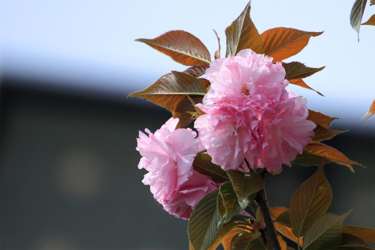 樱花开花季节的特点及给游客的一些建议