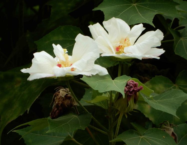 见过木芙蓉花吗？它有这么多品种