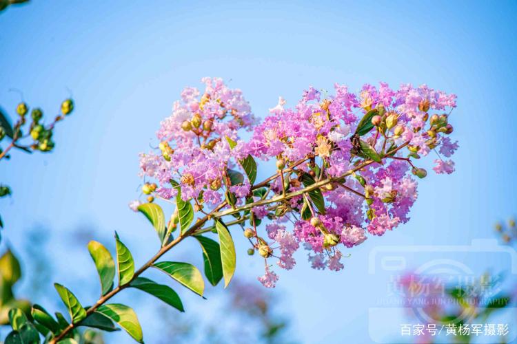 紫薇花的种类和不同的花语有哪些？让你成为花卉专家！