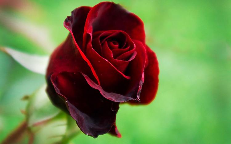 送恋人玫瑰，为什么“99朵”显得最浪漫？