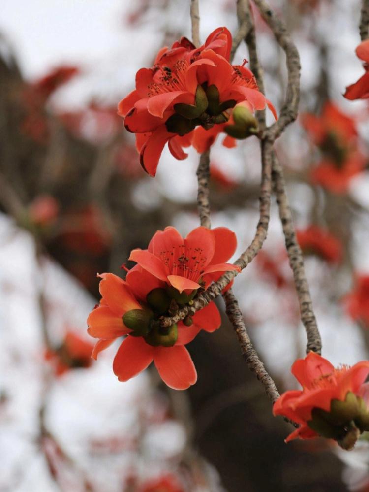 花语之美，木棉花的花语是什么？