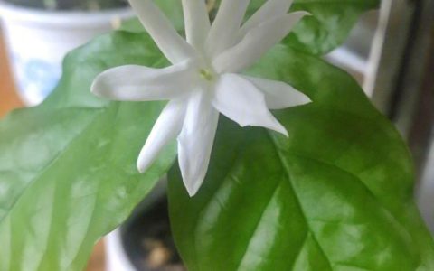 茉莉花和医学：茉莉花在中医药学和现代医疗中的作用