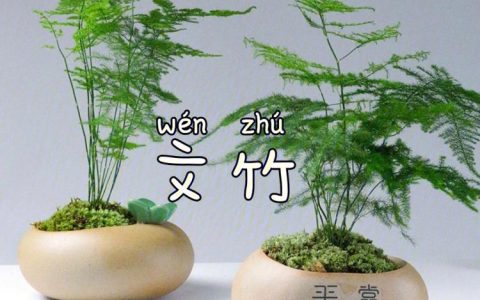 文竹的含义和风水兆头详解！