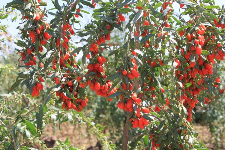 枸杞、蓬莱四季桃等半灌木植物的功效与应用