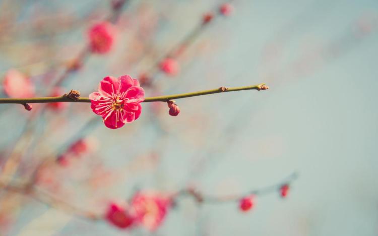 揭秘梅花的生长周期和喜好条件