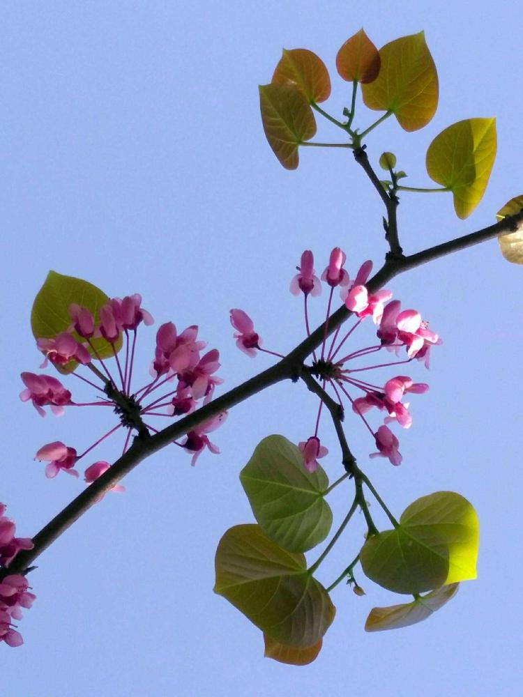 紫荆花诗句欣赏：身临花海，诗意无限