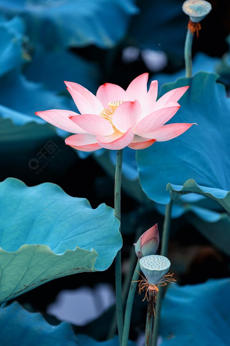 每年夏天，我都要去荷花池畔赏红玉莲花