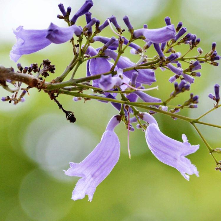 蓝花楹的花语，献给你深深的思念