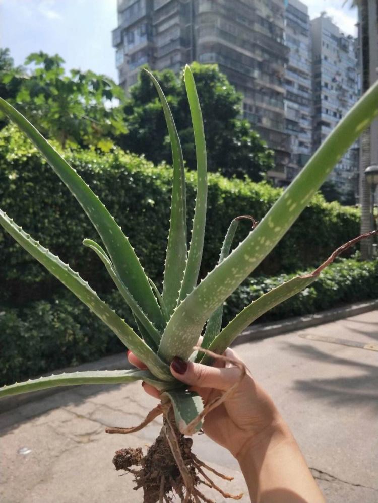 芦荟养护：让你的芦荟变得有生气！