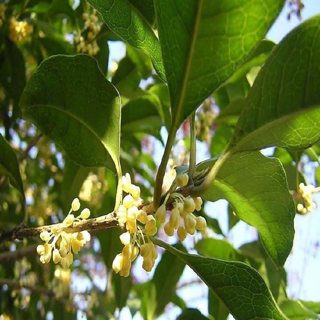 四季桂花树栽培中高度影响因素的分析